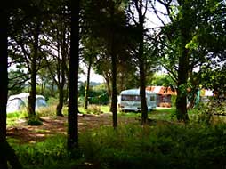 Tents and Caravan seen through woodland